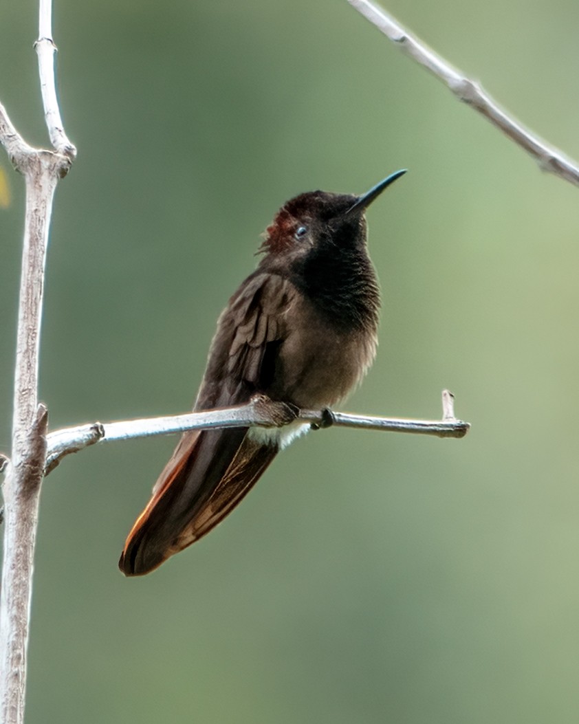 kolibřík červenohlavý - ML609987638