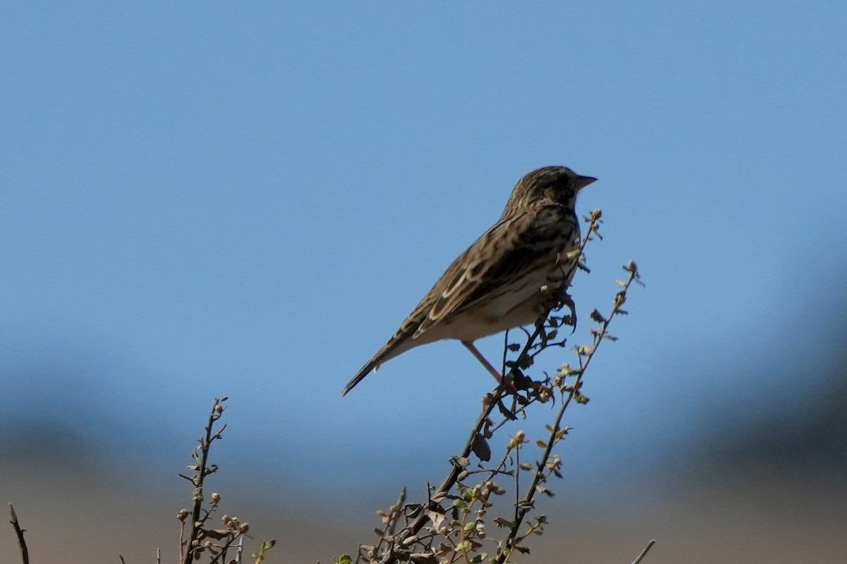 Savannah Sparrow - ML609987646