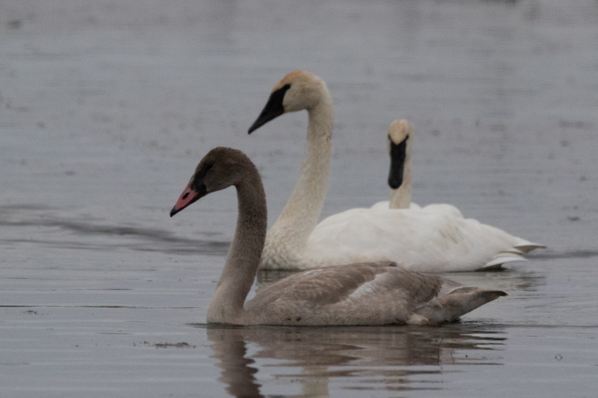 Trumpeter Swan - ML609987692