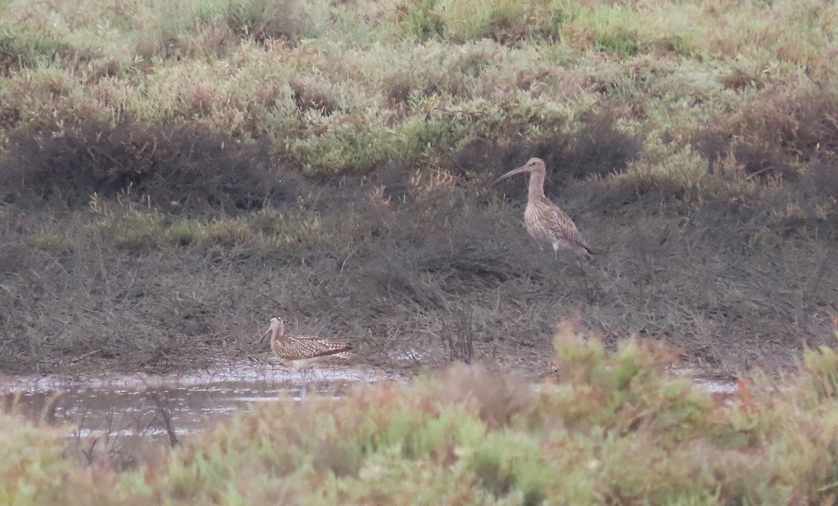 Eurasian Curlew - ML609987728