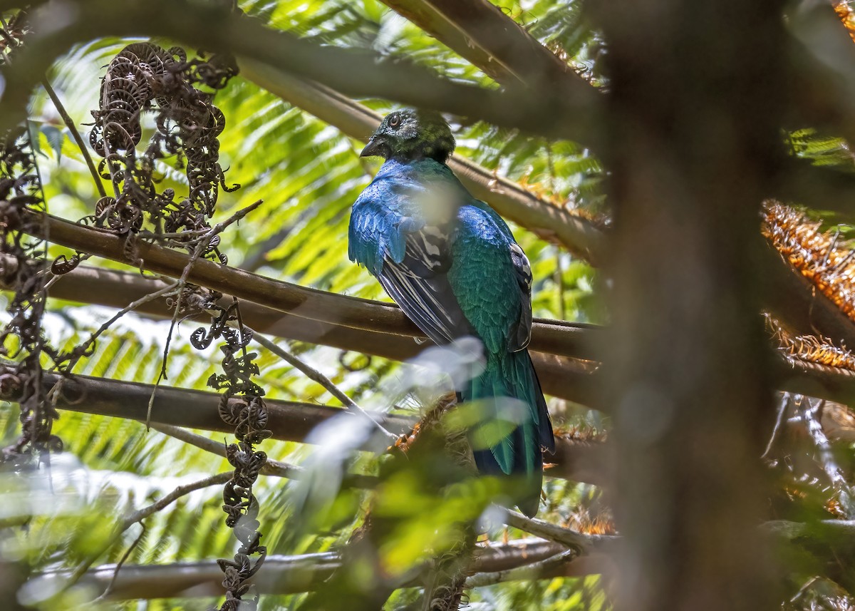 Golden-headed Quetzal - ML609987782