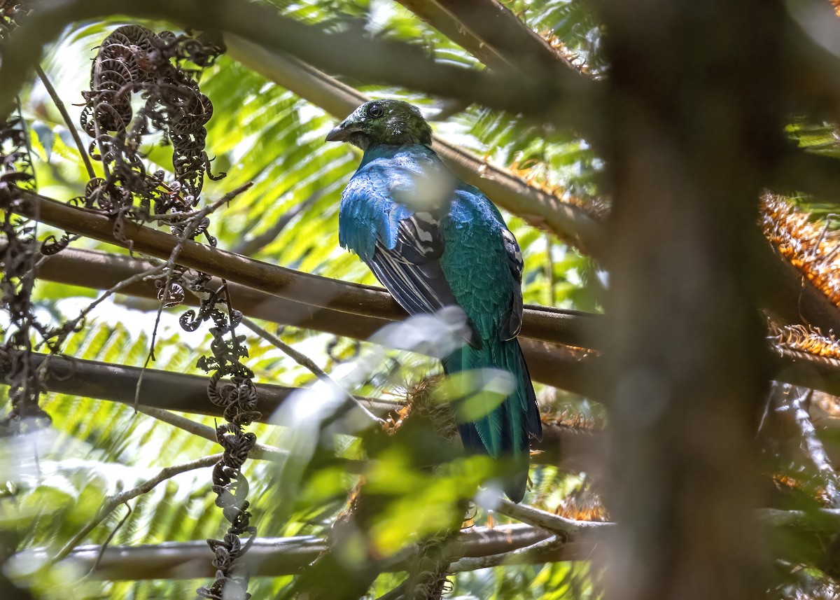 Golden-headed Quetzal - ML609987792