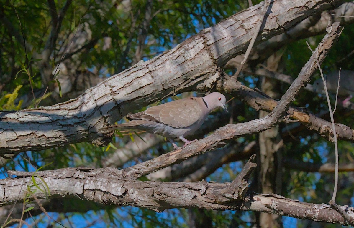 Eurasian Collared-Dove - ML609987805