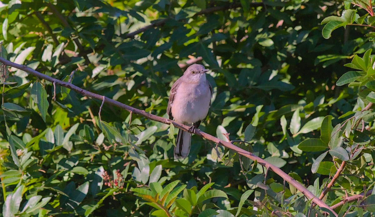 Northern Mockingbird - ML609987822