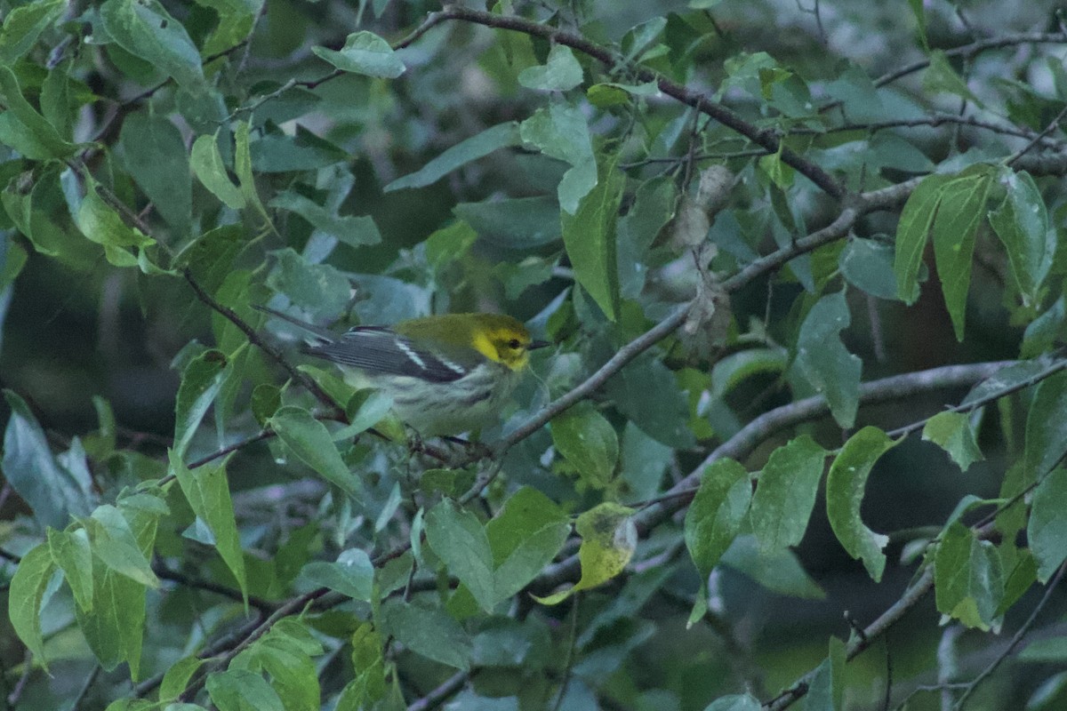 Black-throated Green Warbler - ML609987911