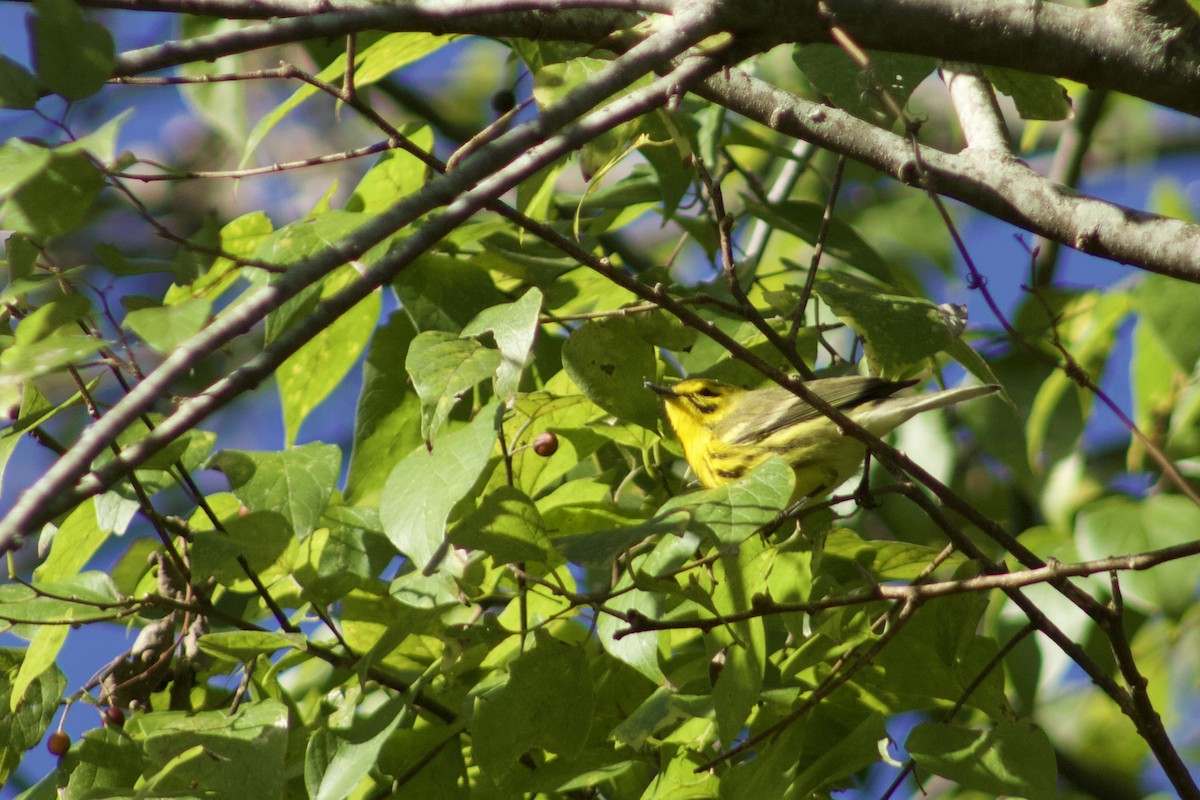 Prairie Warbler - ML609987938