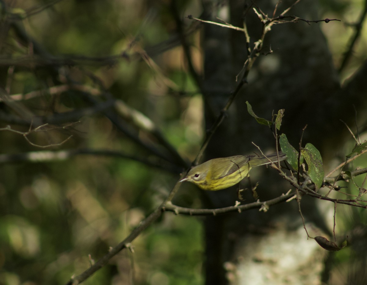 Prairie Warbler - ML609987939