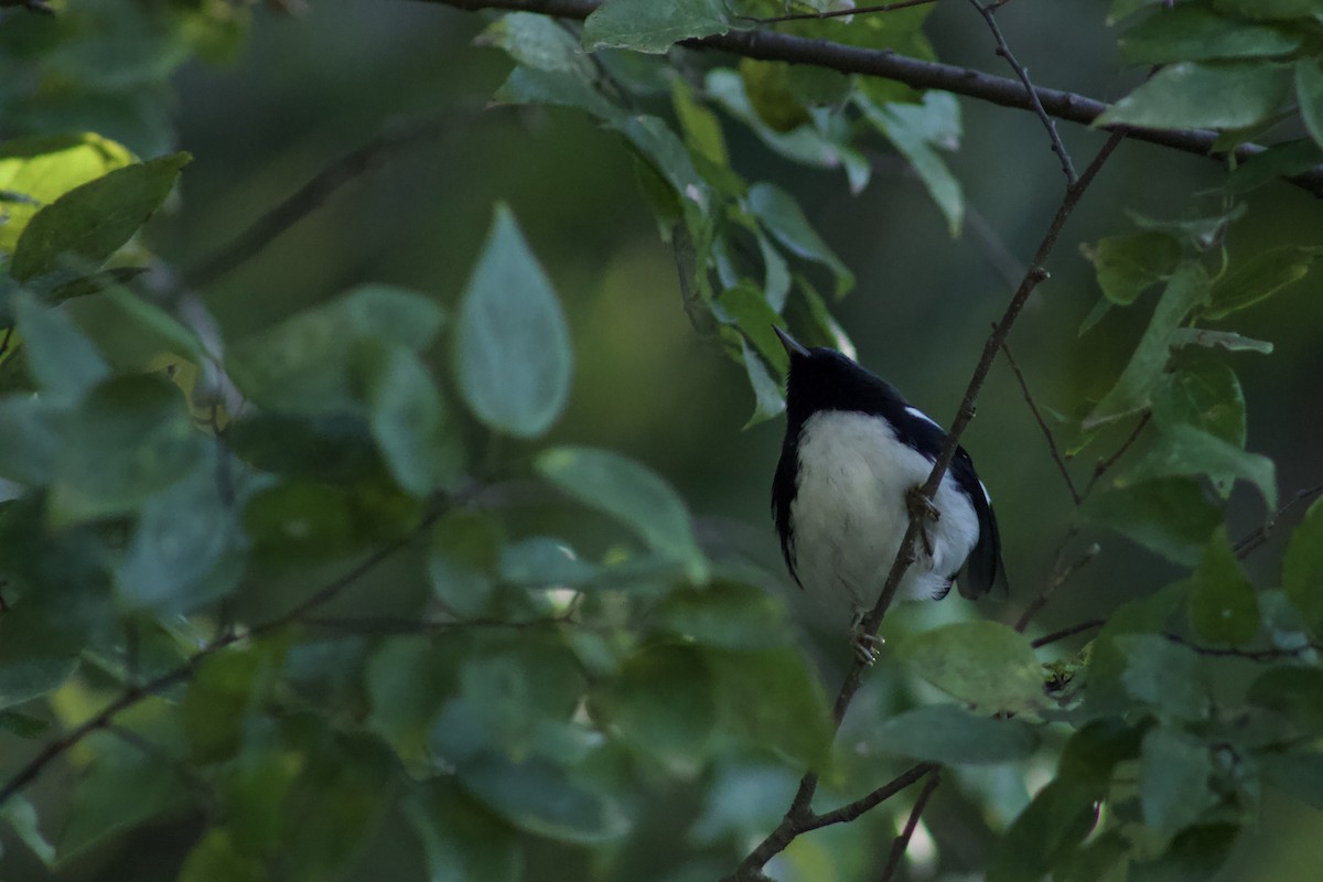 Black-throated Blue Warbler - ML609987960