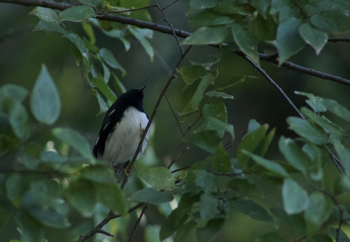 Black-throated Blue Warbler - ML609987961