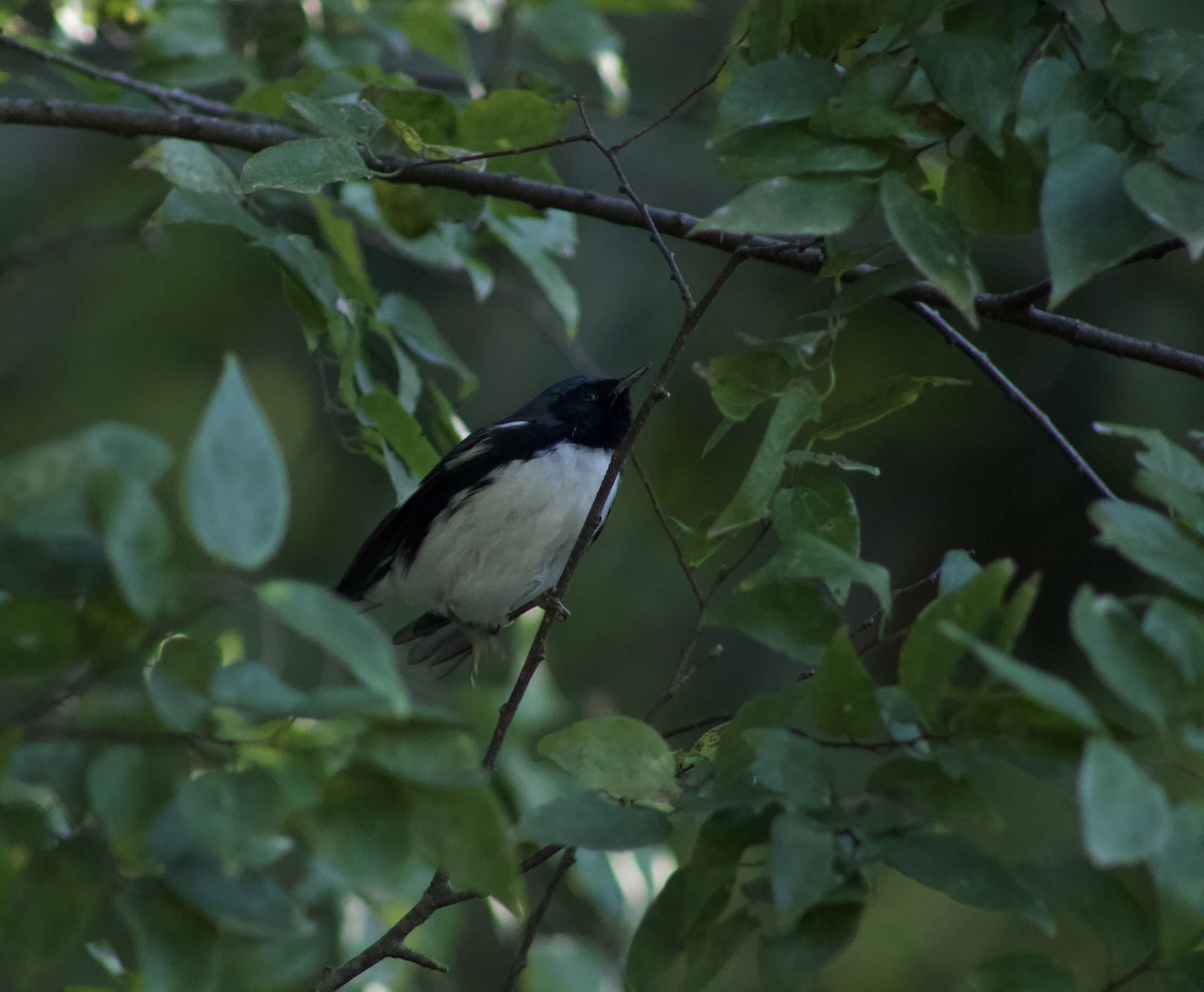 Black-throated Blue Warbler - ML609987962