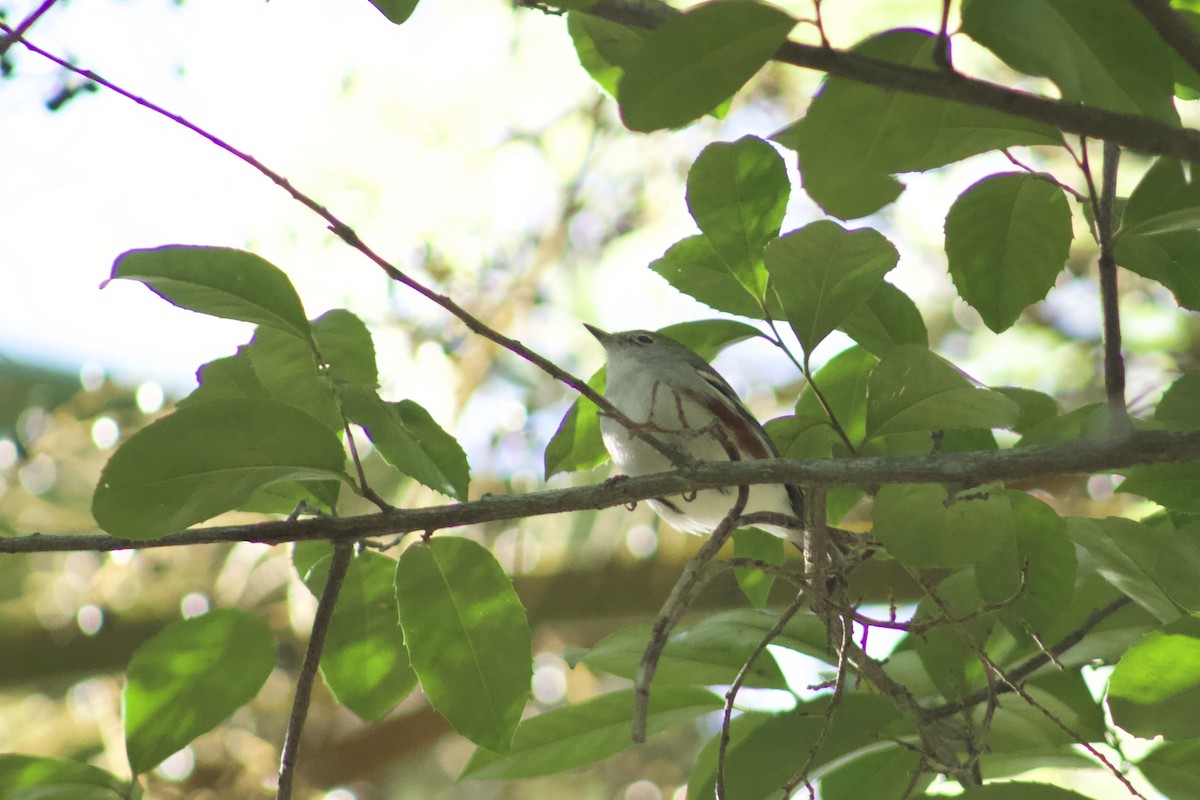 Chestnut-sided Warbler - Mohammed Karama