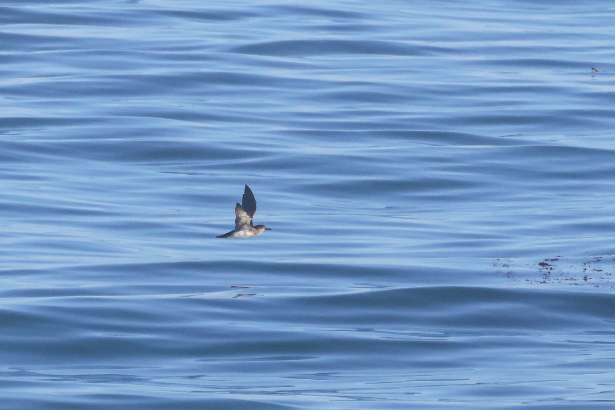 Black-vented Shearwater - ML609987969