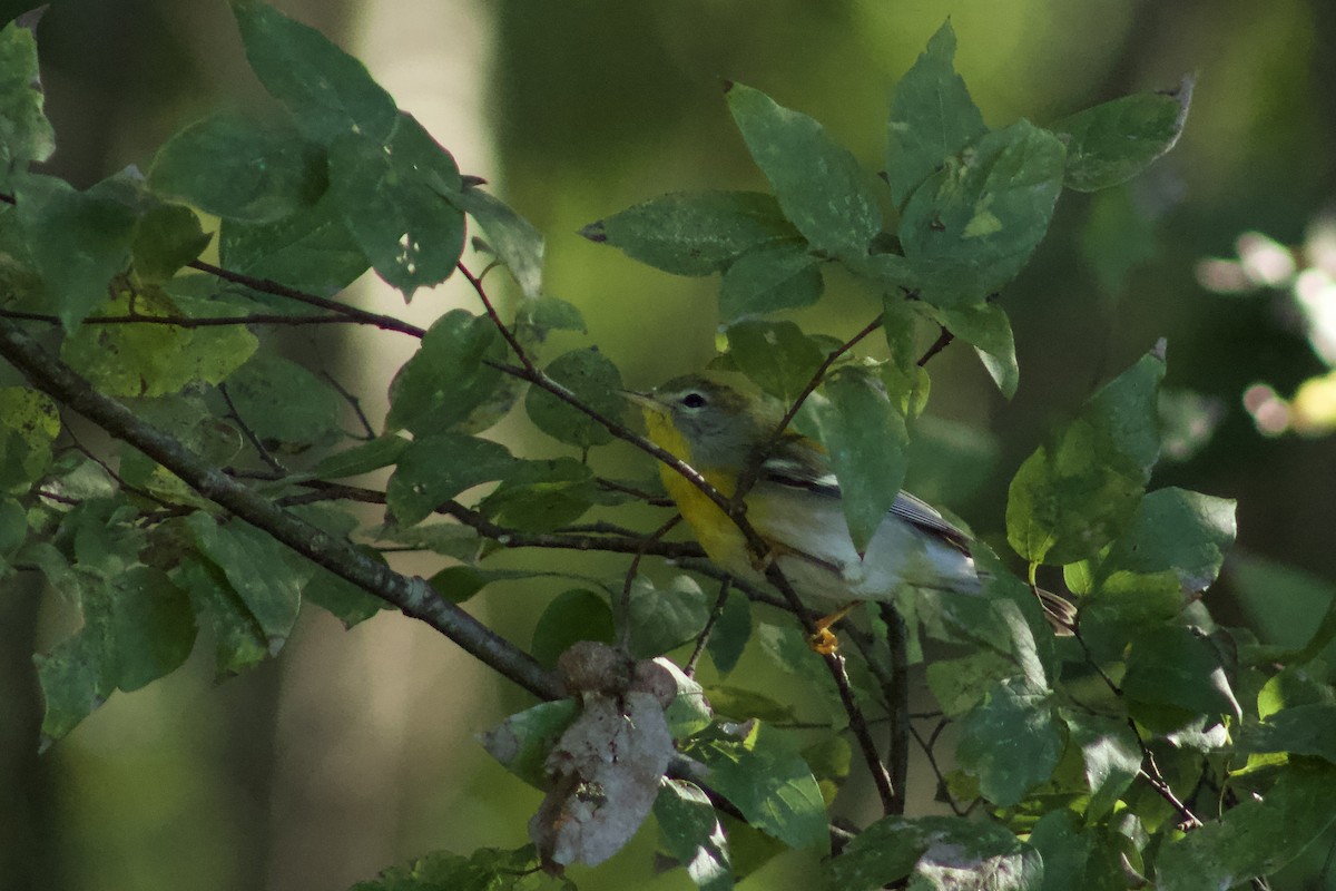 Northern Parula - ML609987985