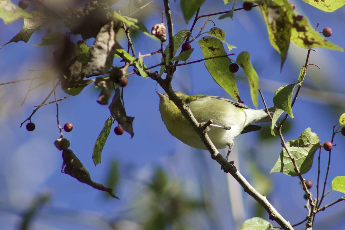 Tennessee Warbler - ML609988031