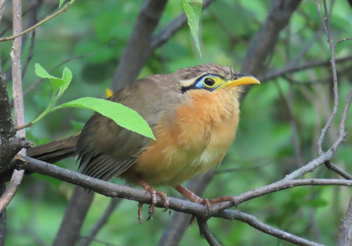 Lesser Ground-Cuckoo - ML609988142