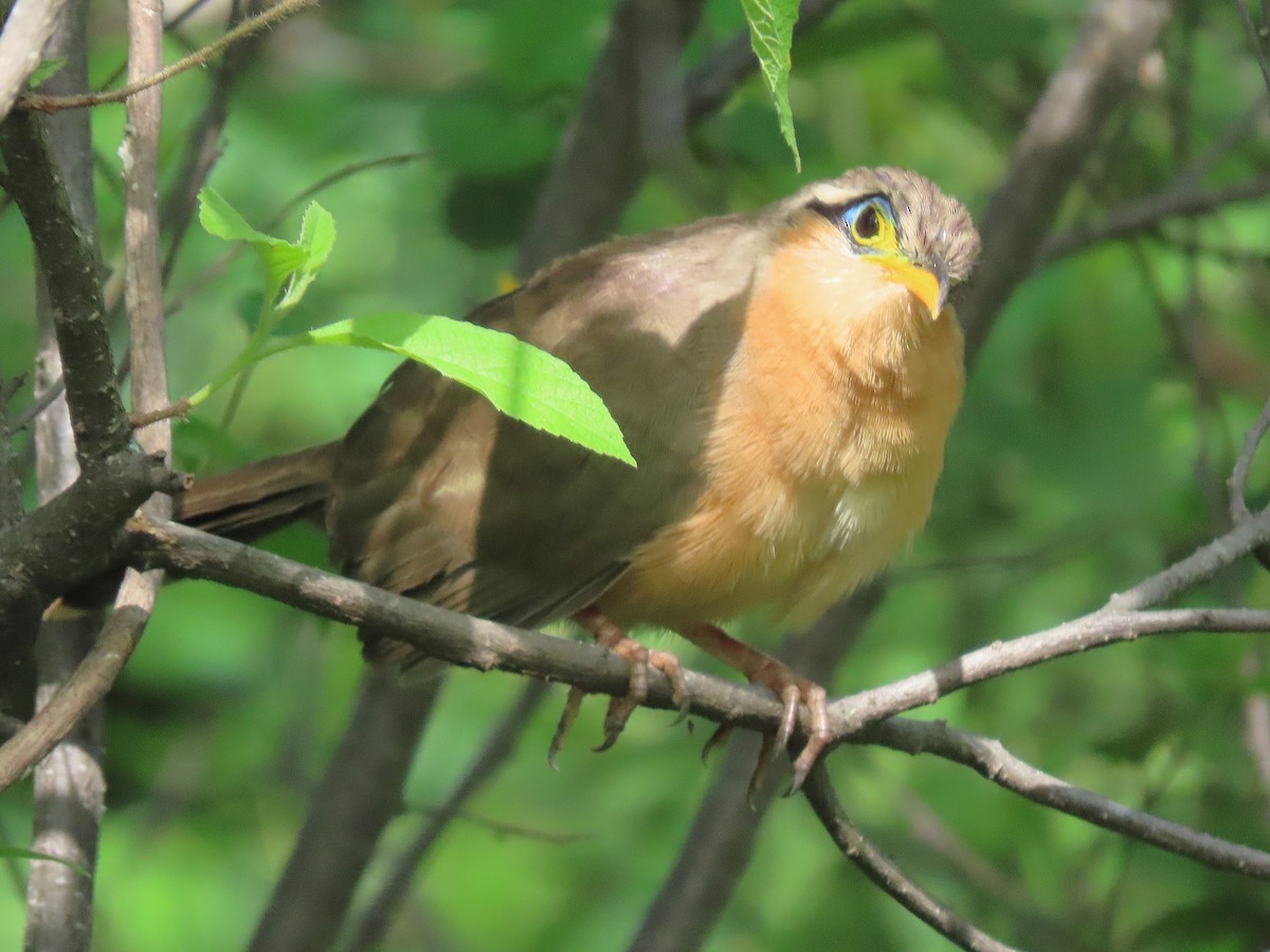 Lesser Ground-Cuckoo - ML609988144