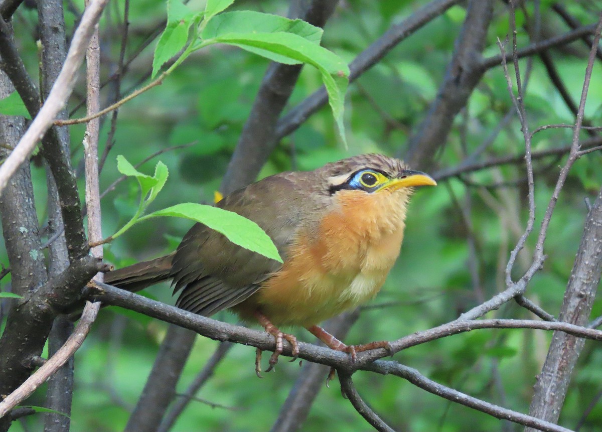 Lesser Ground-Cuckoo - ML609988145