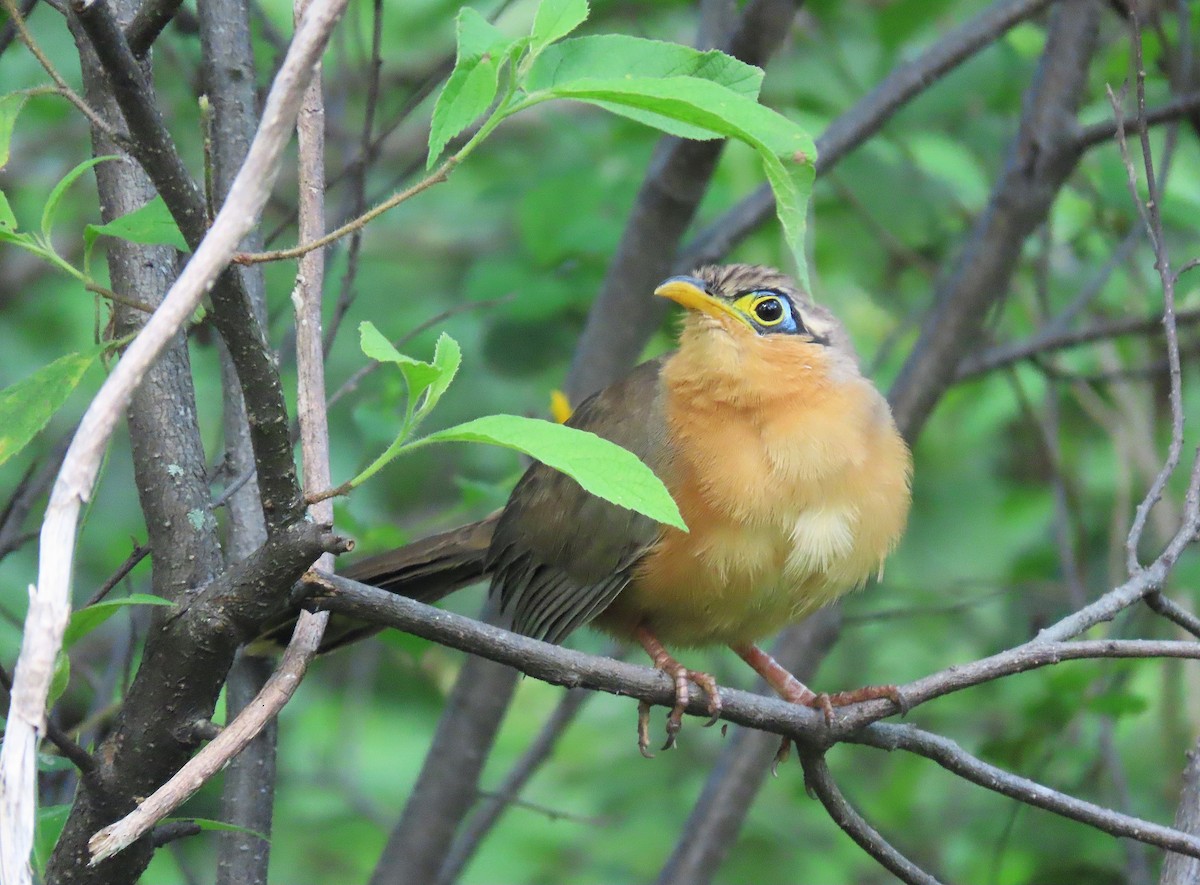 Lesser Ground-Cuckoo - ML609988146