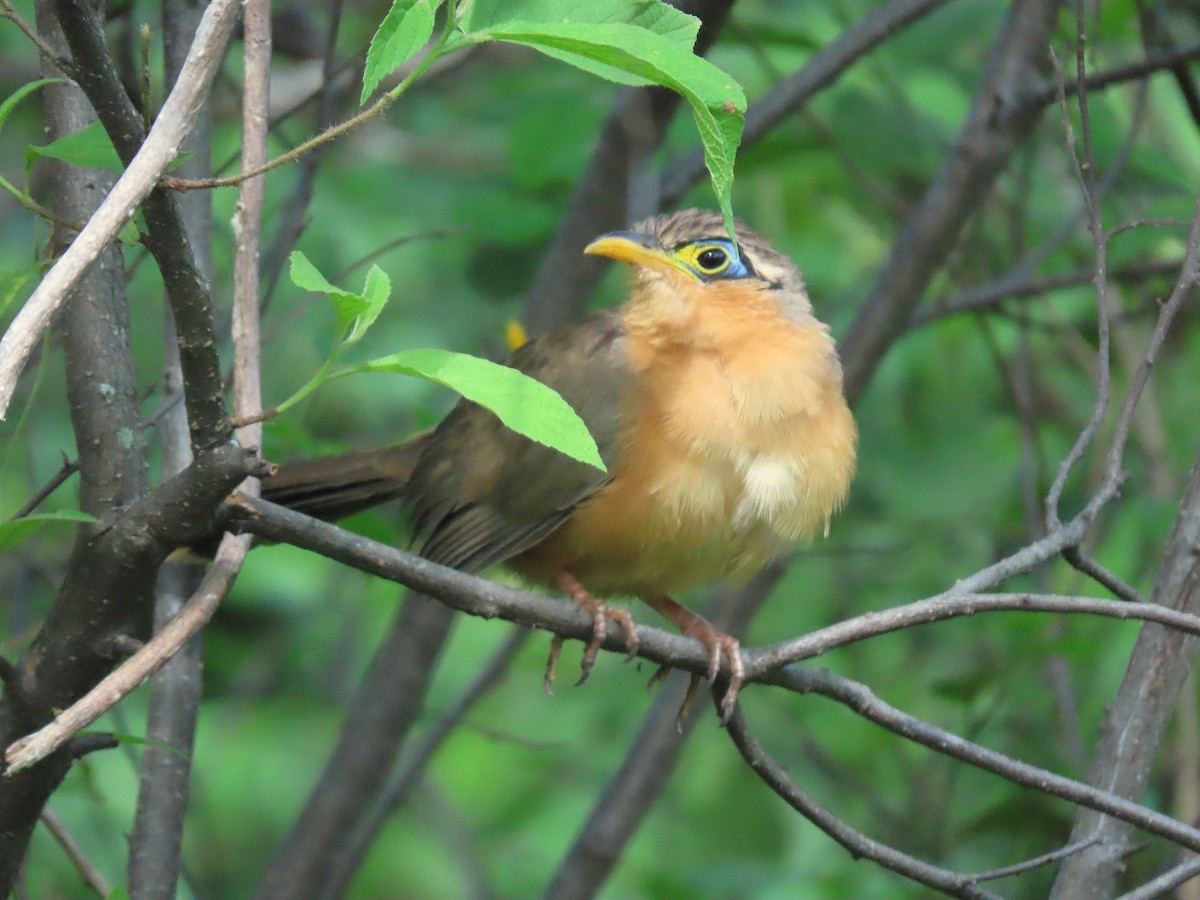 Lesser Ground-Cuckoo - ML609988147