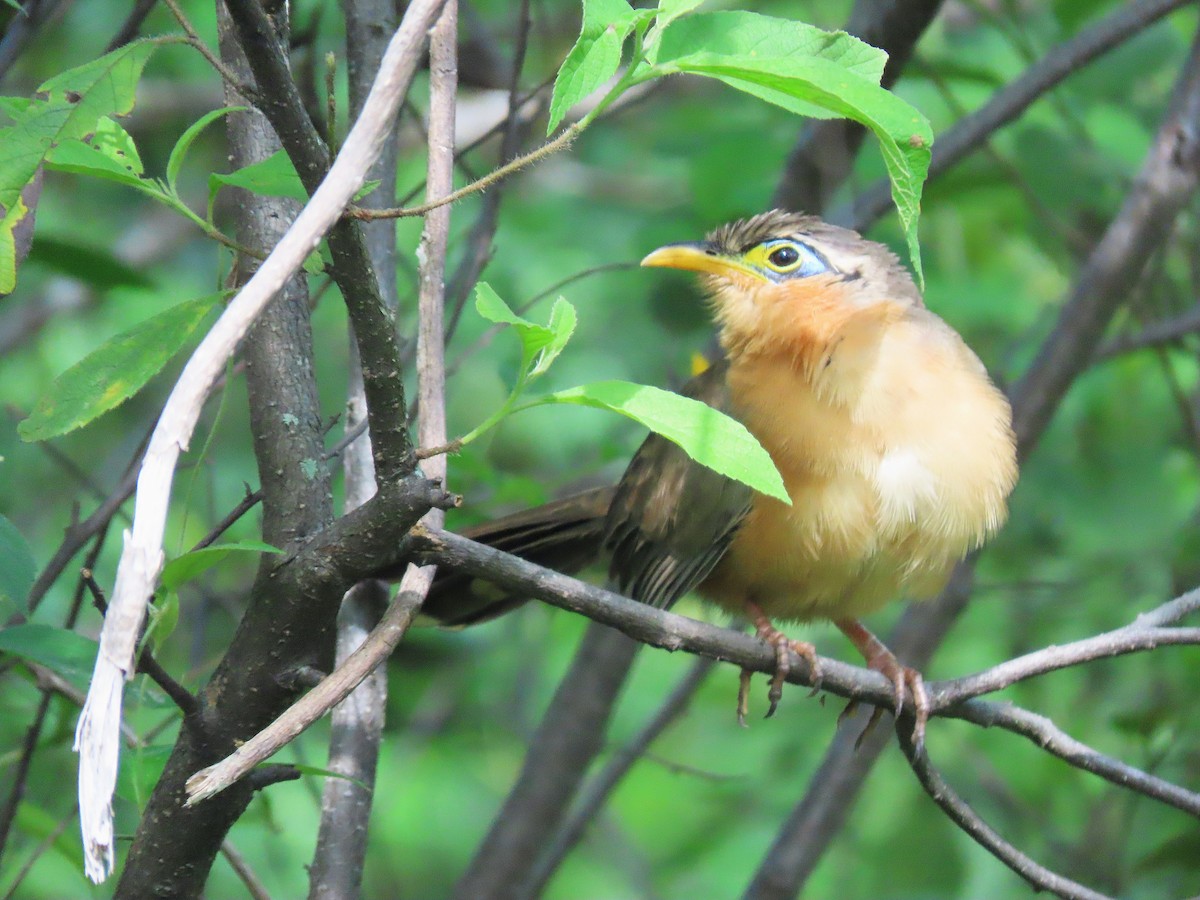 Lesser Ground-Cuckoo - ML609988148