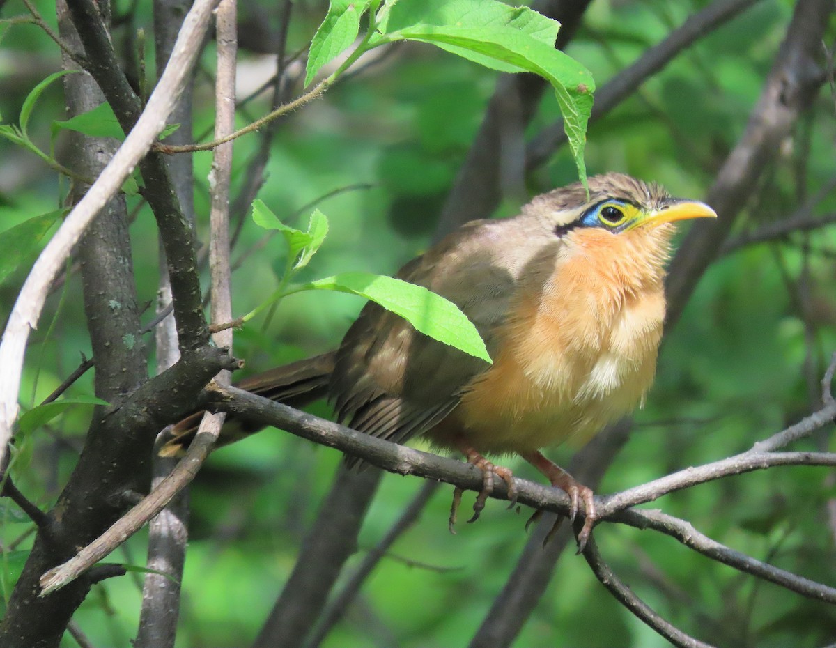 Lesser Ground-Cuckoo - ML609988149