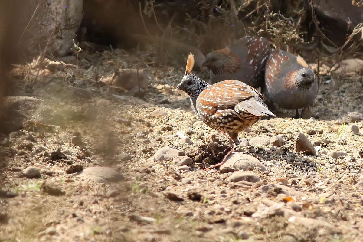 Elegant Quail - Benjamin Hack