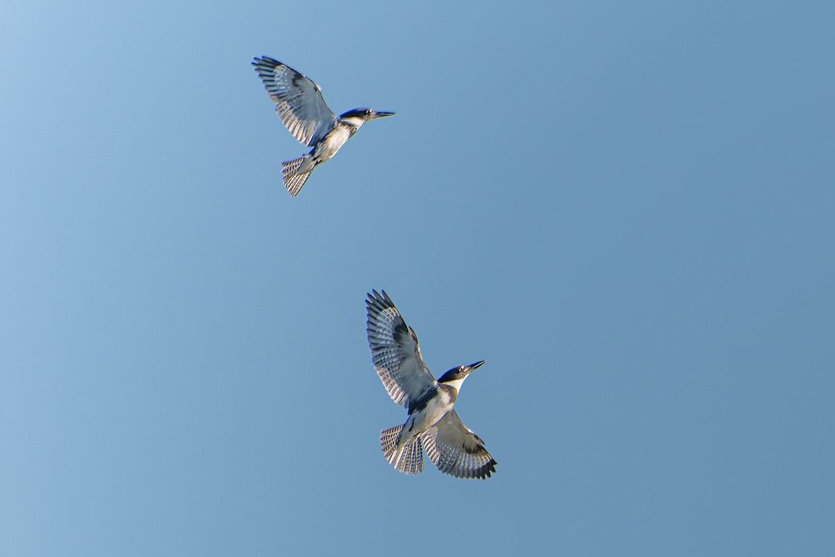 Belted Kingfisher - ML609988261