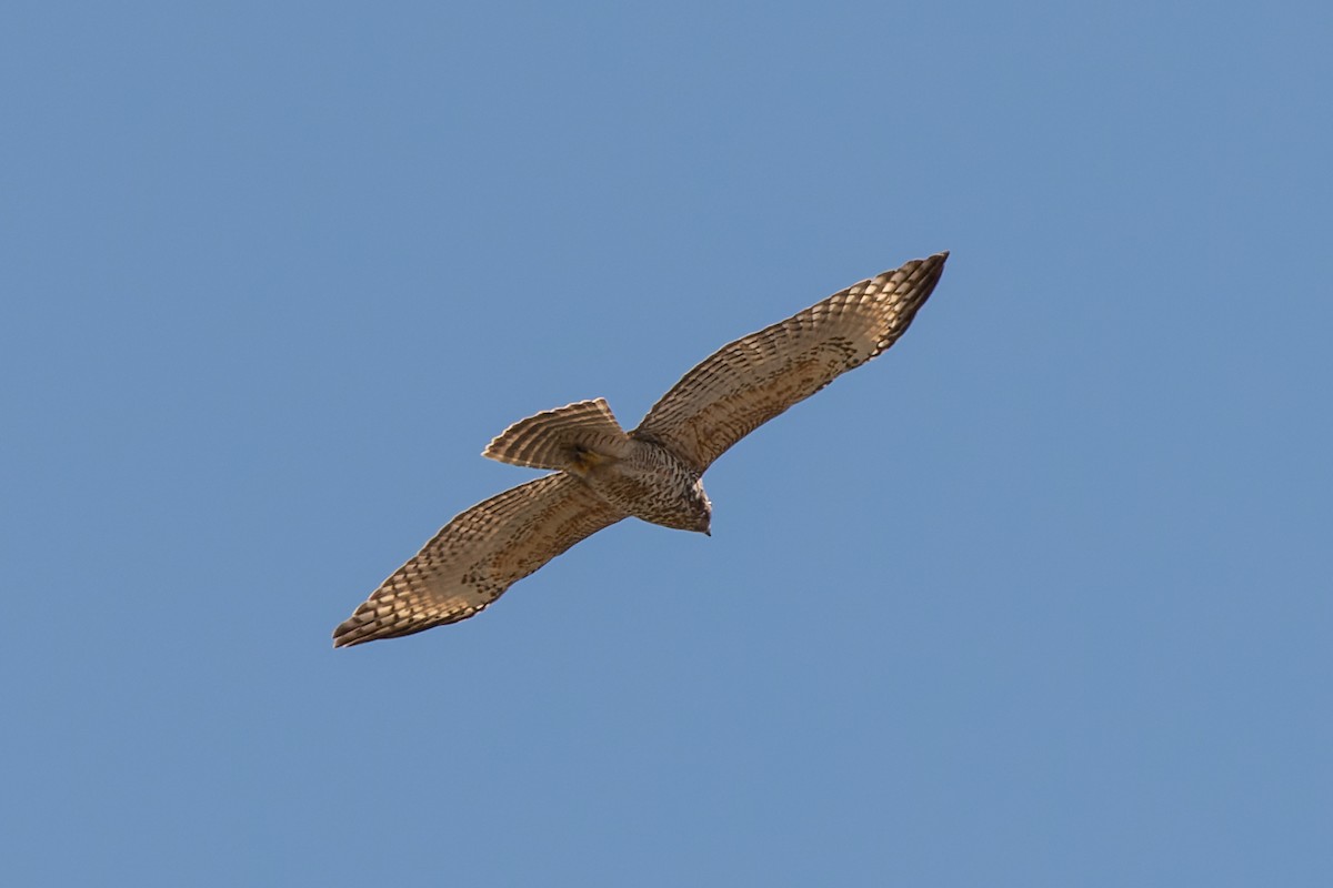 Broad-winged Hawk - Pedro Guevara Alvarez