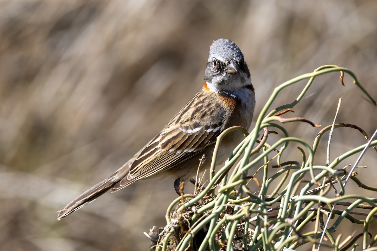 Rufous-collared Sparrow - ML609988315