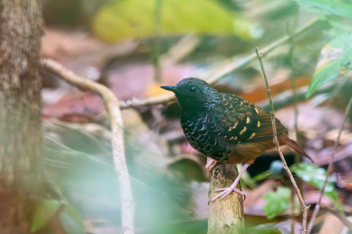 Scalloped Antbird - ML609988359