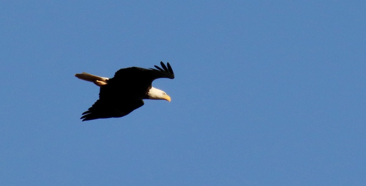 Bald Eagle - Jack & Jean Filigenzi