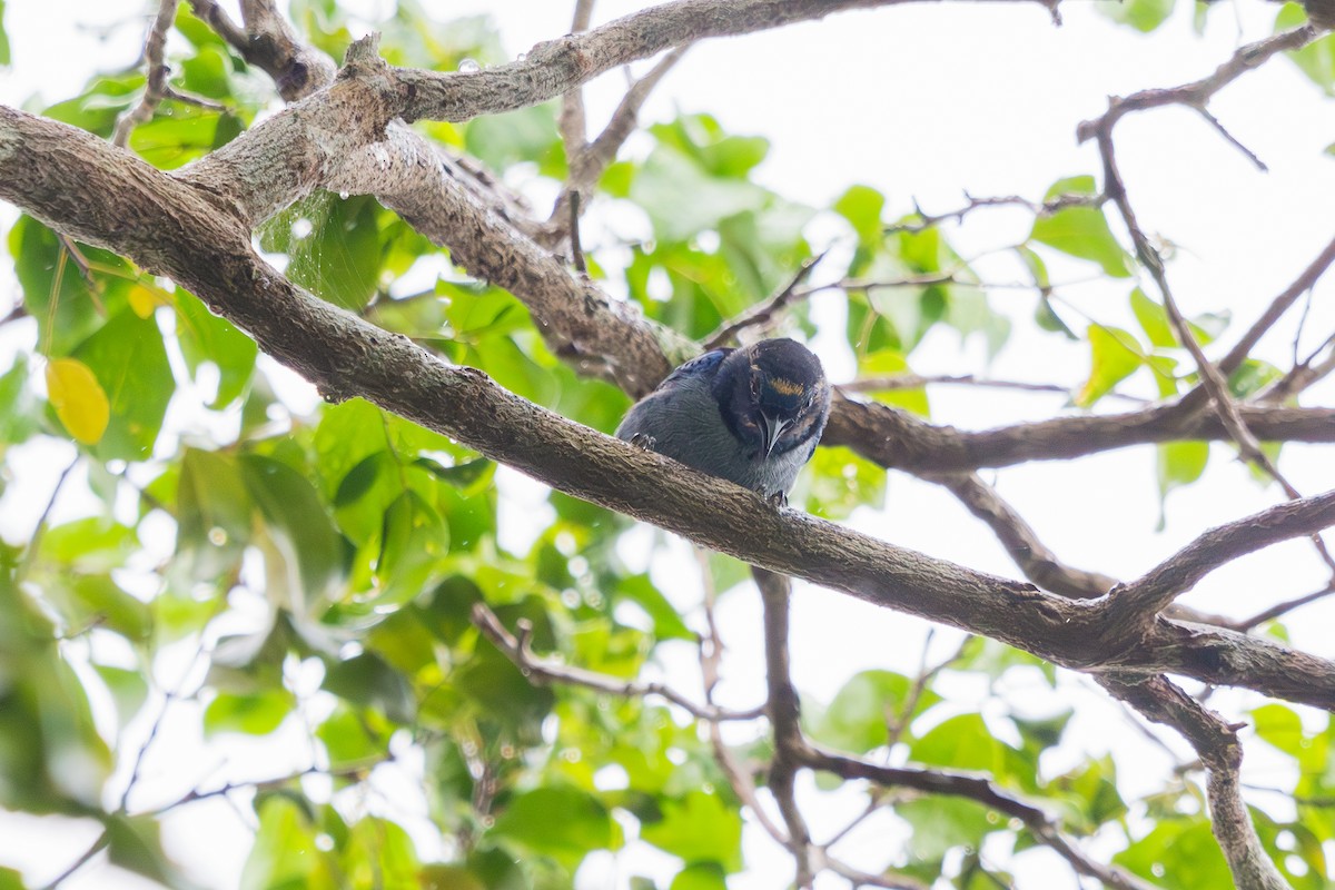 Tangara Velia (cyanomelas) - ML609988414