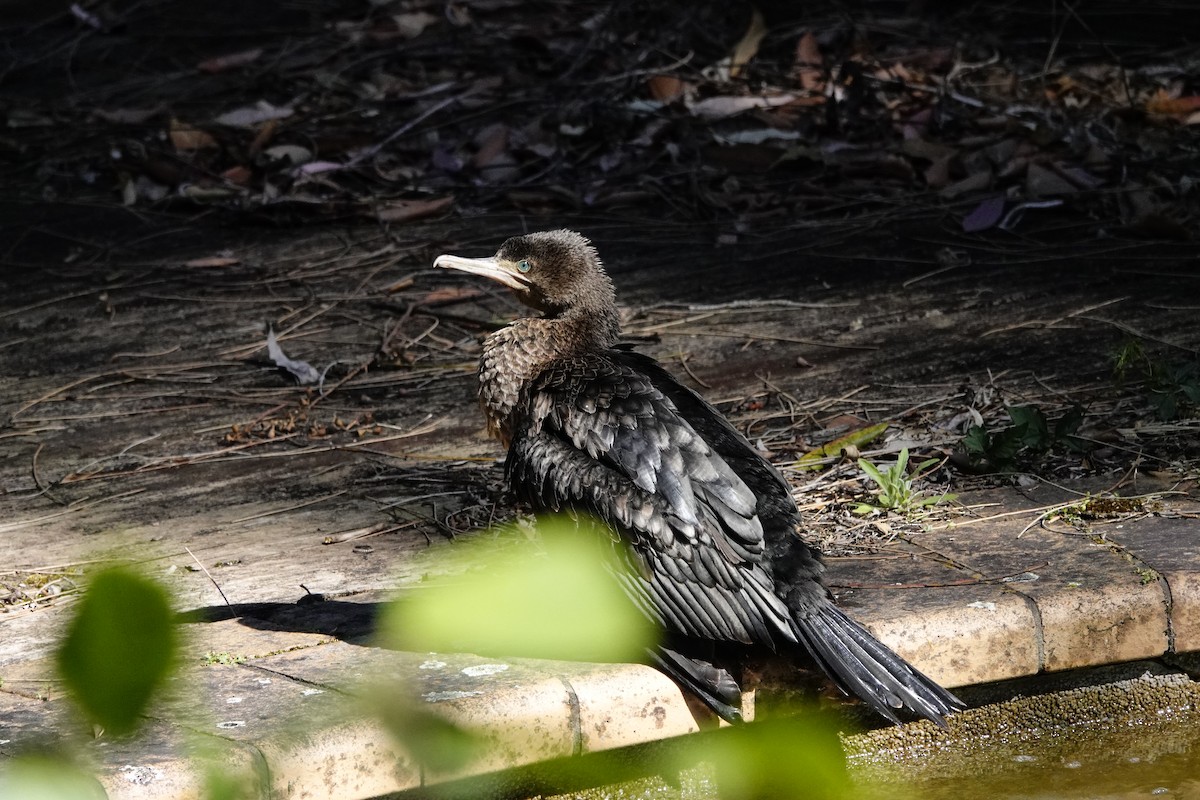 Little Black Cormorant - Eric Finley