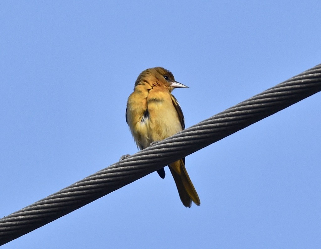 Bullock's/Baltimore Oriole - ML609988452