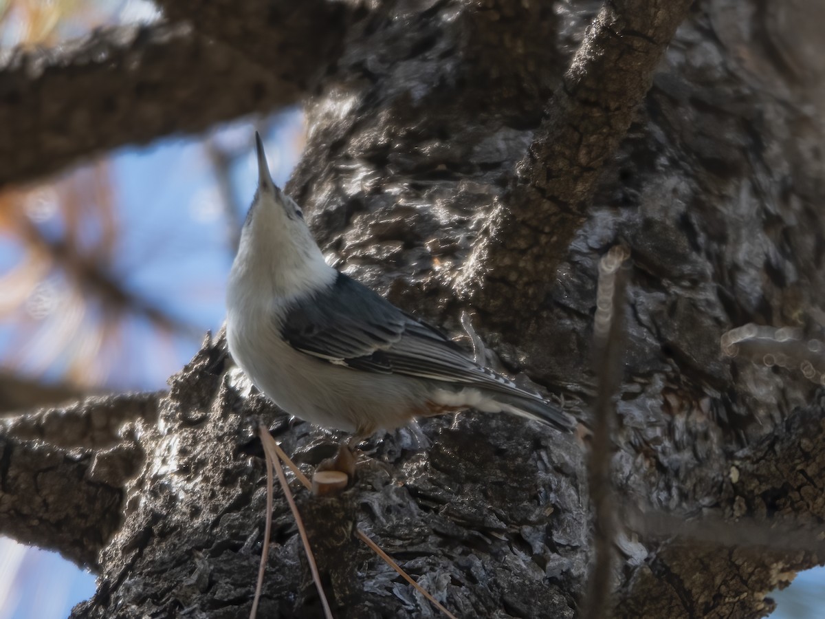 White-breasted Nuthatch - ML609988509