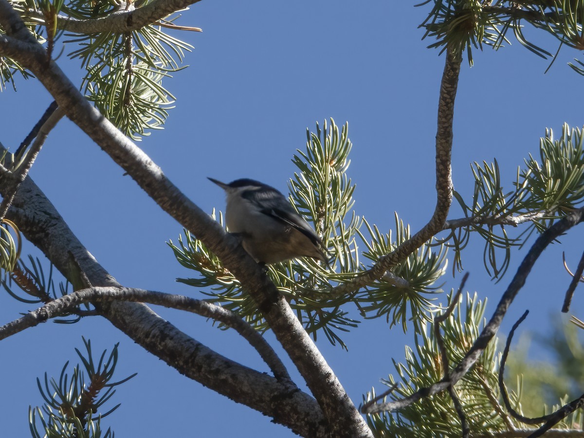 Pygmy Nuthatch - ML609988520