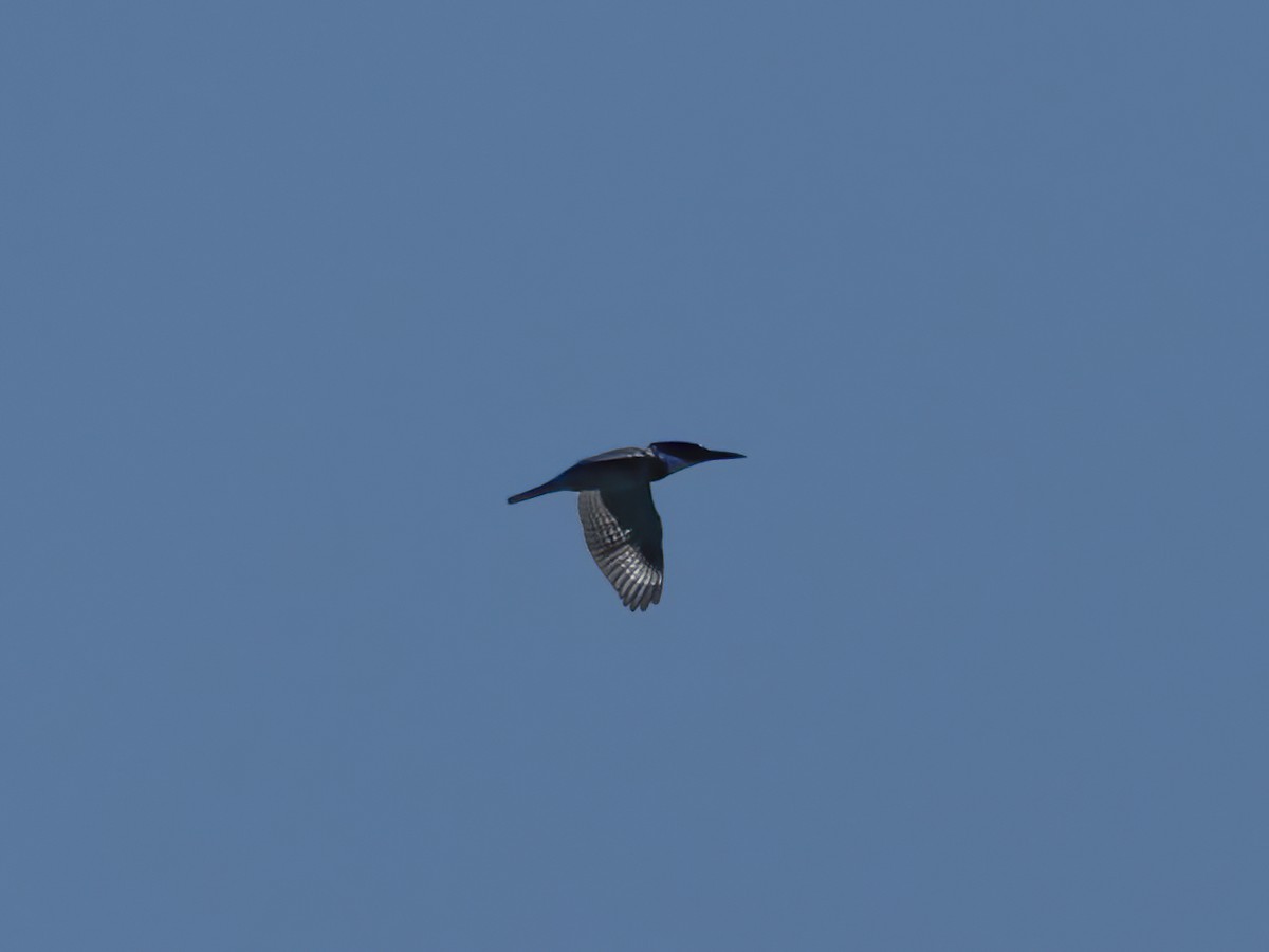 Belted Kingfisher - ML609988543