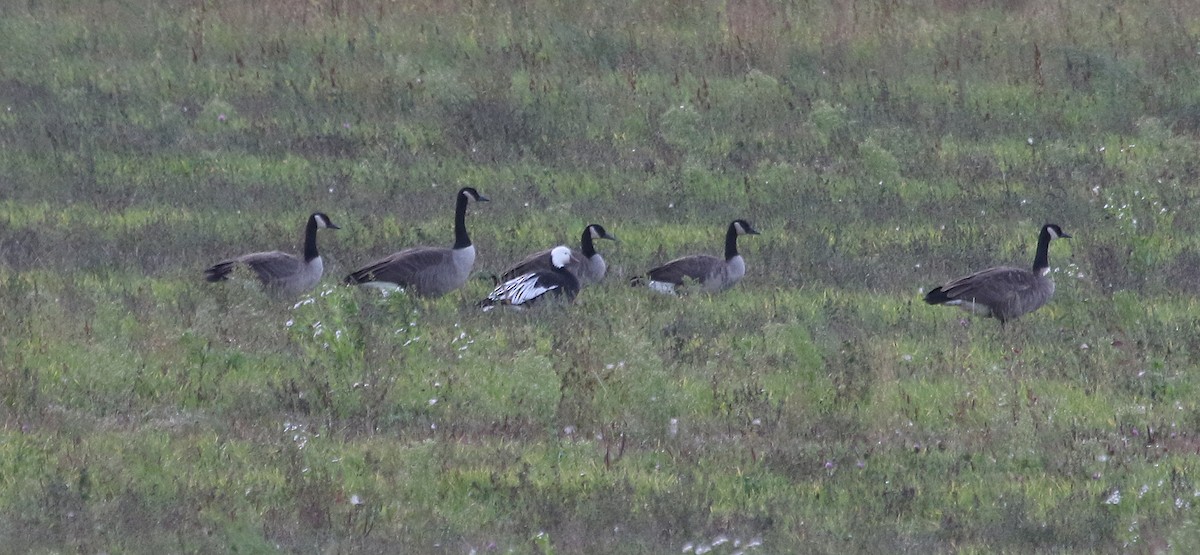 Ross's Goose - ML609988569