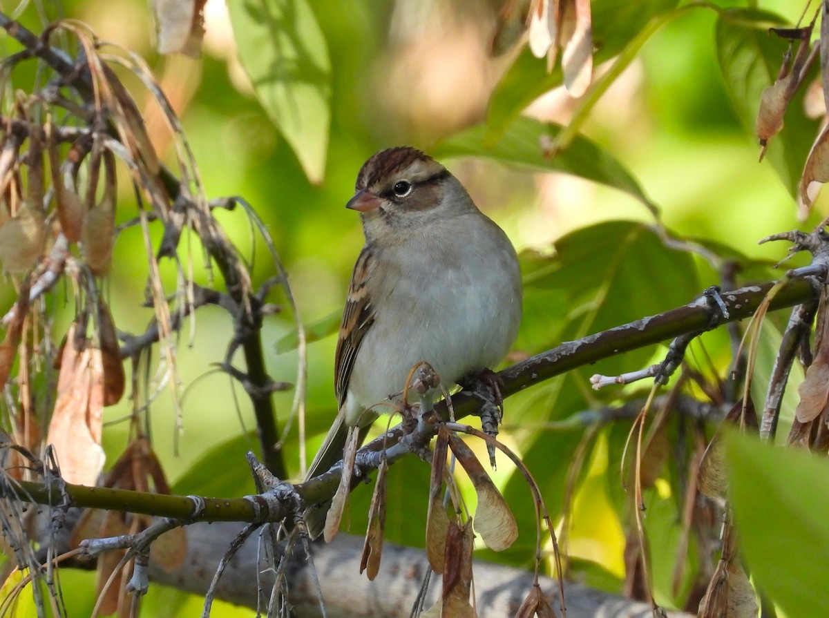Chipping Sparrow - Michael W. Sack