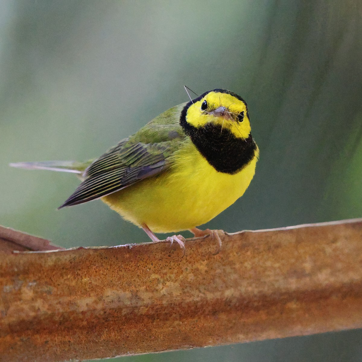 Hooded Warbler - ML609988640