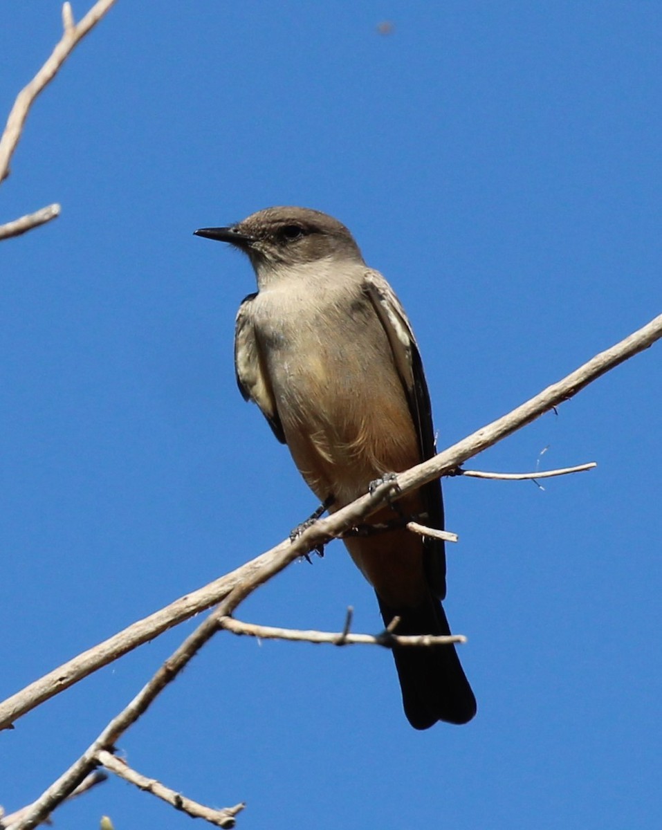 Say's Phoebe - Charlie  Bynar