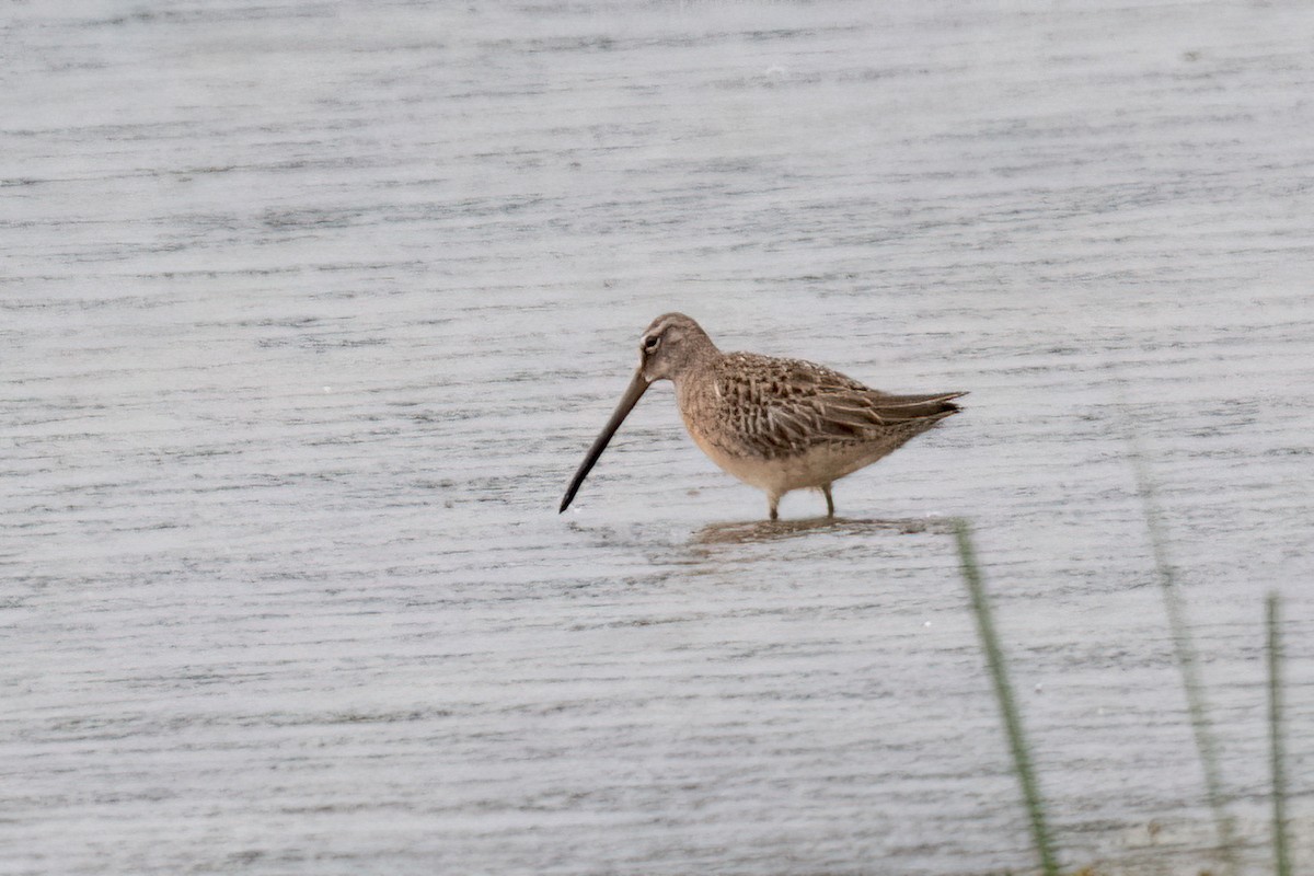 Long-billed Dowitcher - Sue Barth