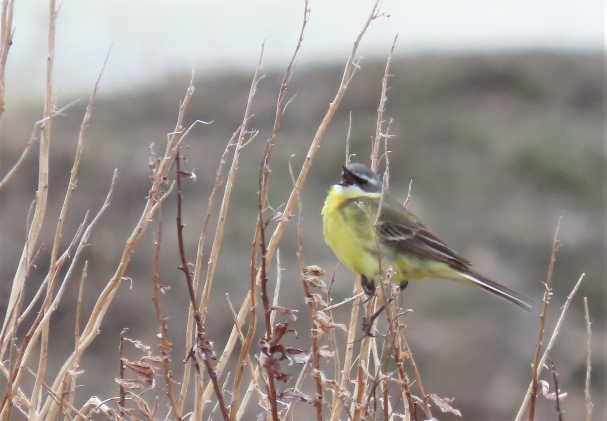 Eastern Yellow Wagtail - Oliver  Komar