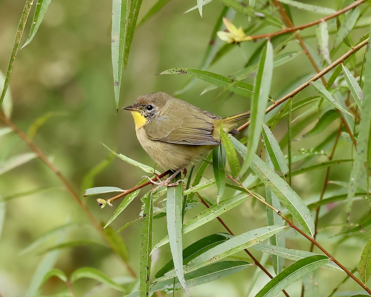 Common Yellowthroat - ML609988910