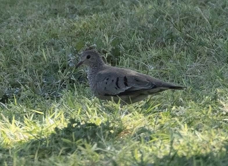 Common Ground Dove - Andy Moore