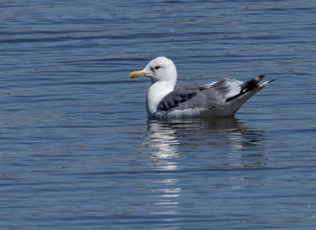 Iceland Gull (Thayer's) - Andy Moore