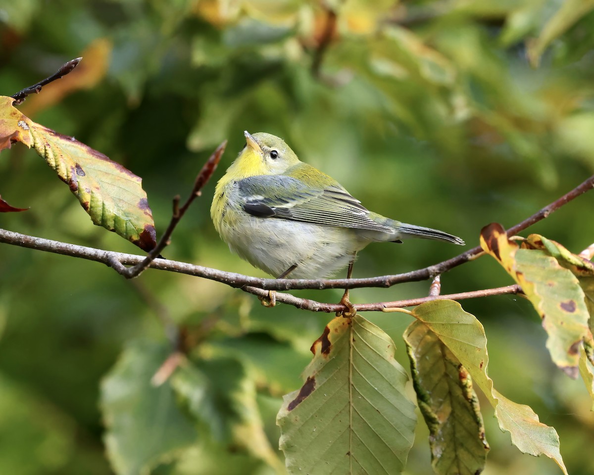 Northern Parula - ML609988946