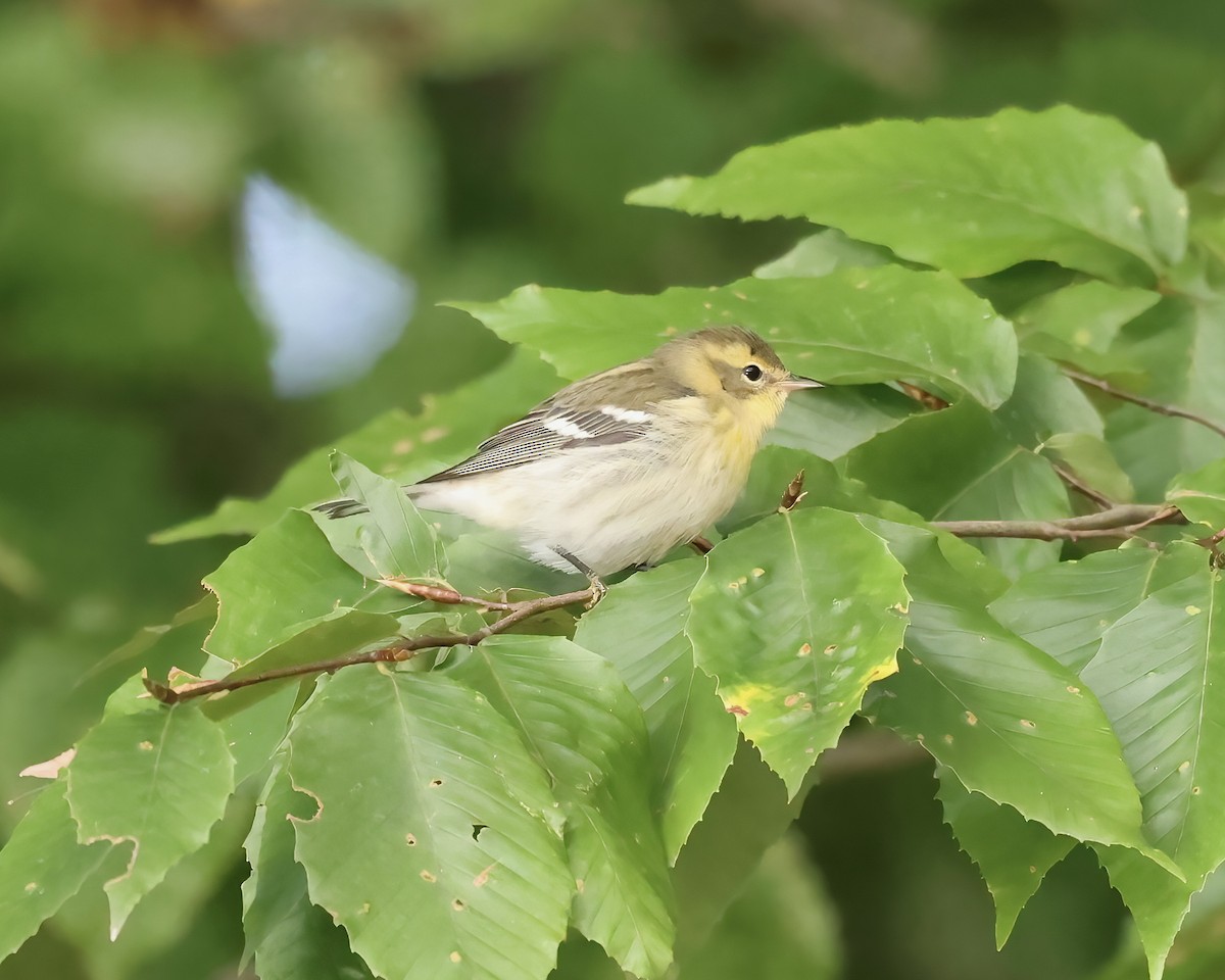 Blackburnian Warbler - ML609988973