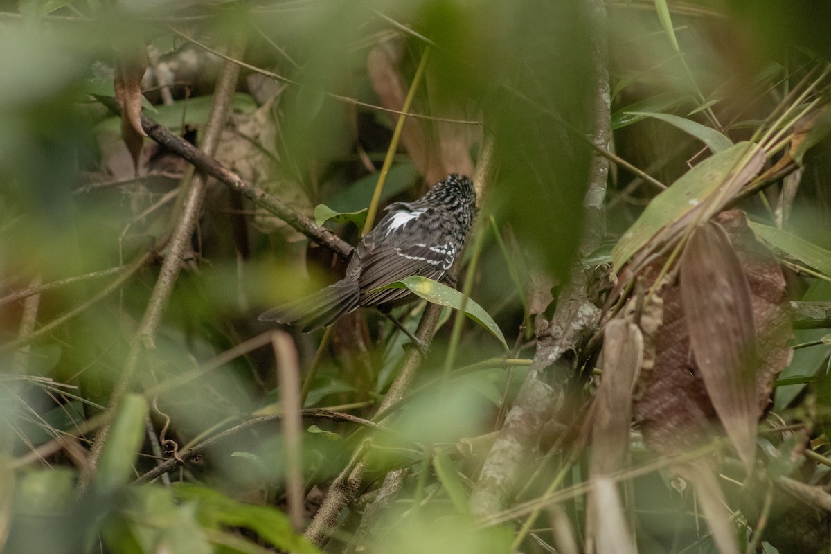 Dusky-tailed Antbird - ML609989114