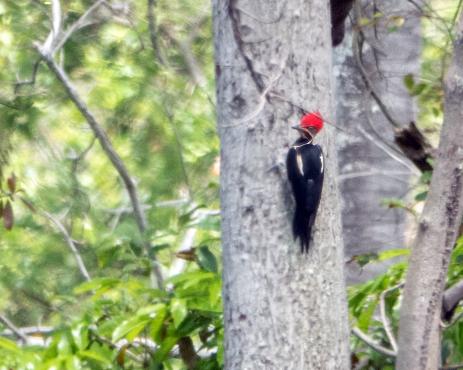 Lineated Woodpecker - Albino Paiva